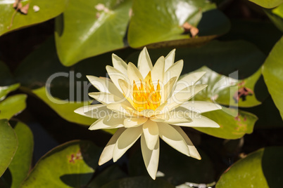 Yellow water lily flower