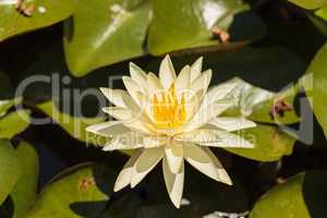 Yellow water lily flower