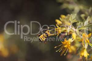 Western Bumble bee Bombus occidentalis