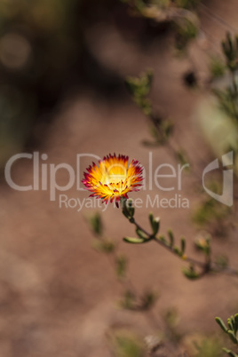 Red rimmed yellow royal dewflower Drosanthemum speciosum