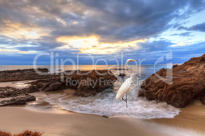 Sunset over the rocks at Pearl Street Beach with a great egret