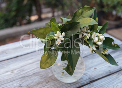 White fragrant orange blossom