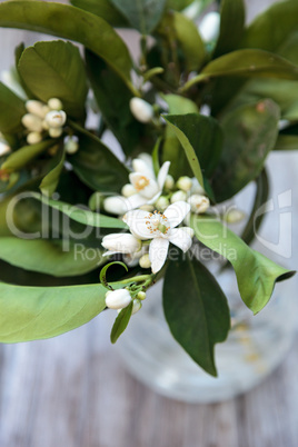 White fragrant orange blossom