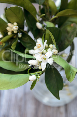 White fragrant orange blossom