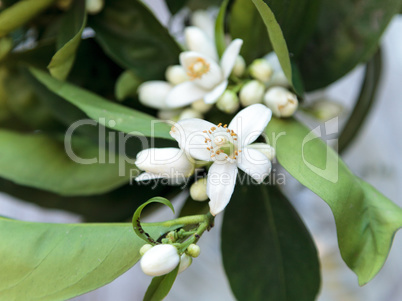 White fragrant orange blossom