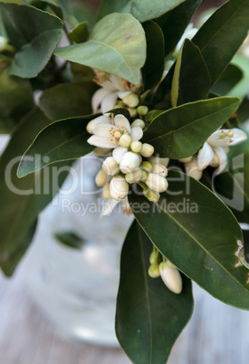 White fragrant orange blossom