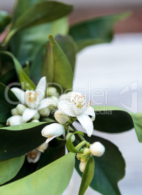 White fragrant orange blossom