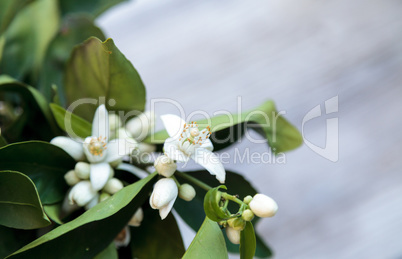 White fragrant orange blossom