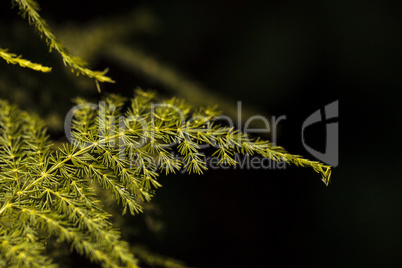 Bright green asparagus fern