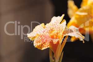 Yellow and orange Canna flower