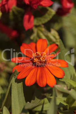 Red orange cosmos daisy blooms