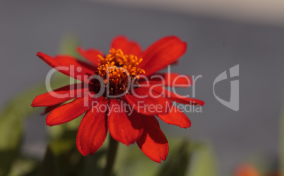 Red orange cosmos daisy blooms