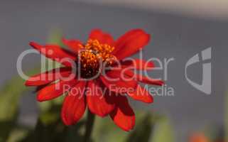 Red orange cosmos daisy blooms