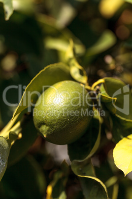 Lime fruit grows on the branch a lime tree