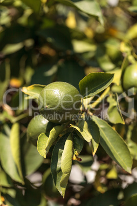 Lime fruit grows on the branch a lime tree