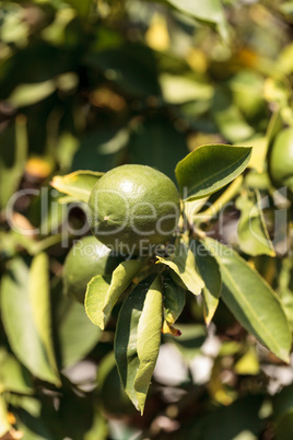 Lime fruit grows on the branch a lime tree