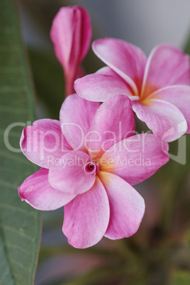 Pink Hawaiian plumeria hybrid