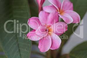 Pink Hawaiian plumeria hybrid