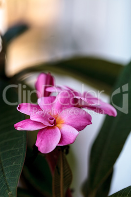 Pink Hawaiian plumeria hybrid