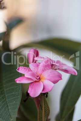 Pink Hawaiian plumeria hybrid