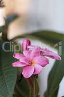 Pink Hawaiian plumeria hybrid