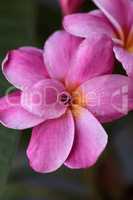 Pink Hawaiian plumeria hybrid