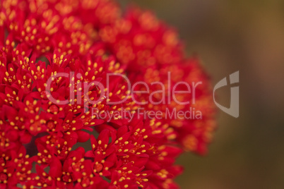 Red flower on a propeller plant
