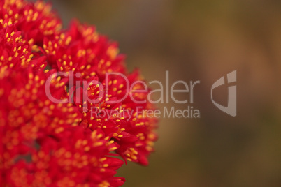 Red flower on a propeller plant