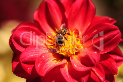 Red Dahlia flower called Fascination