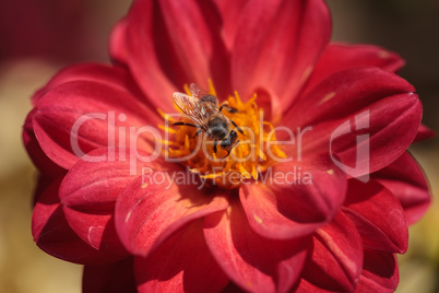 Red Dahlia flower called Fascination