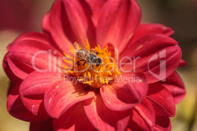 Red Dahlia flower called Fascination