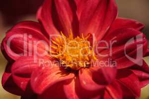 Red Dahlia flower called Fascination