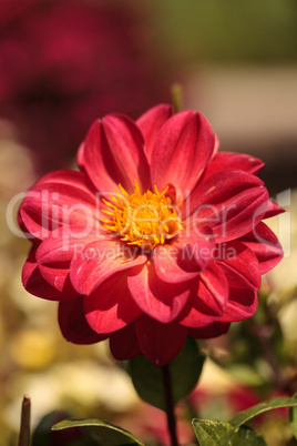 Red Dahlia flower called Fascination