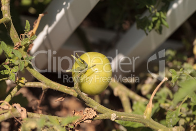 Tomatoes growing in an organic home garden