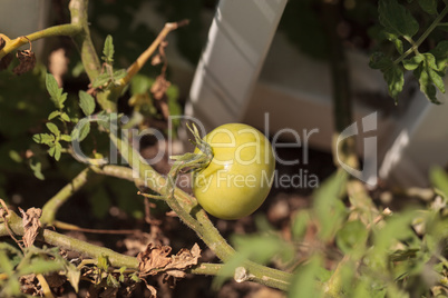 Tomatoes growing in an organic home garden