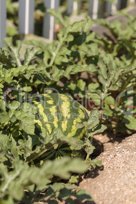 Green watermelon grows in a homegrown backyard garden