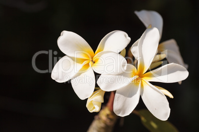 Hawaiian plumeria hybrid