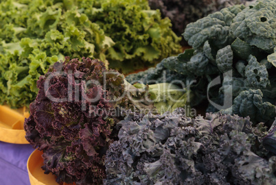 Purple and green romaine lettuce and kale grown