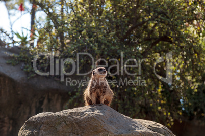 Meerkat , Suricata suricatta, on a large rock