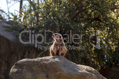 Meerkat , Suricata suricatta, on a large rock