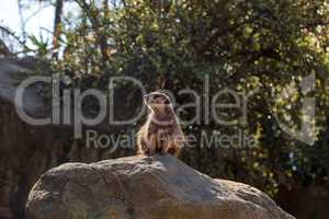 Meerkat , Suricata suricatta, on a large rock