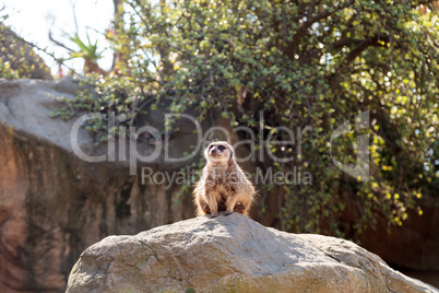 Meerkat , Suricata suricatta, on a large rock