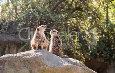 Meerkat , Suricata suricatta, on a large rock