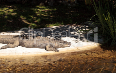 American alligator, Alligator mississippiensis