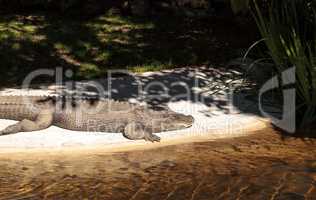 American alligator, Alligator mississippiensis