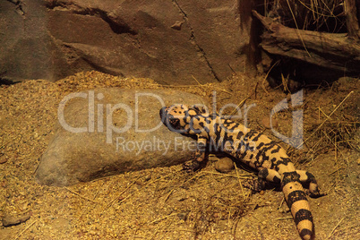 Gila monster, Heloderma suspectum