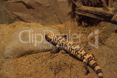 Gila monster, Heloderma suspectum