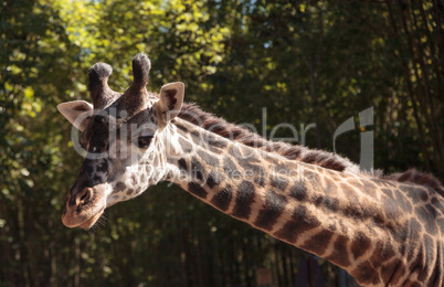 Giraffe are found in Africa