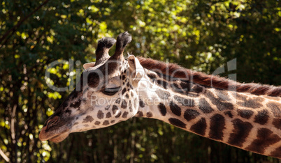 Giraffe are found in Africa