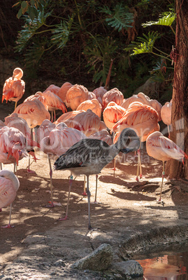 Adolescent gray Chilean flamingo